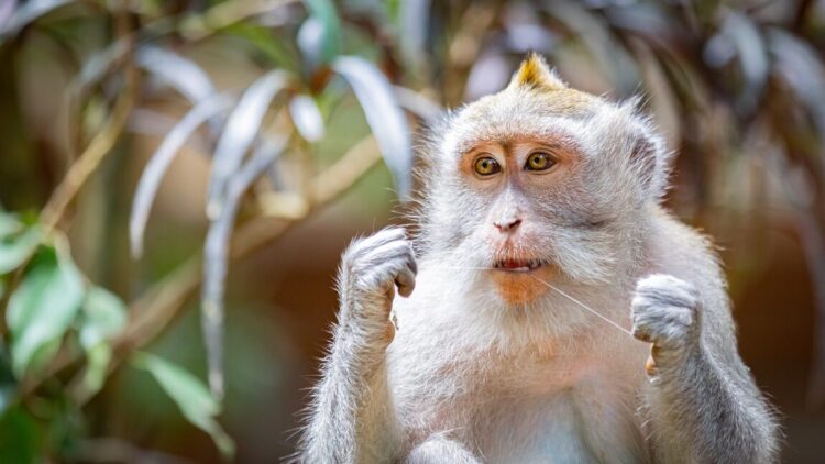 monkey flossing