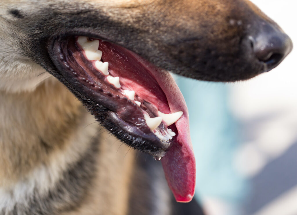 dog teeth salivia
